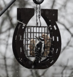 DSC07999 Male Downy Woodpecker