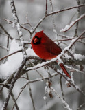 DSC08027 Snow + Cardinal = Pretty