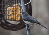 PZ070128_Junco