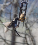PZ080259 junco
