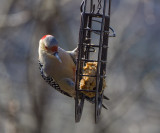 Panasonic 100-400