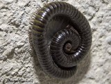 Arthropods