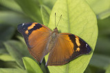 Papillon-feuille / Autumn Leaf (Doleschallia bisaltide)