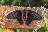 Porte-queue écarlate / Scarlet Mormon (Papilio rumanzovia)