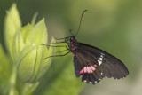 Voilier iphidamas / Transandean Cattleheart (Parides iphidamas)