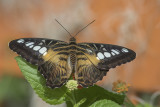 Clipper / Clipper (Parthenos sylvia sylvia)