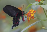 Voilier kotzébuea / Pink Rose (Pachliopta kotzebuea)