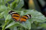 Consul fabius / Tiger Leafwing (Consul fabius)