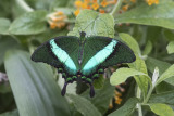 Machaon émeraude / Banded Peacock (Papilio palinurus)