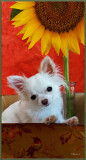 Bailey's Adolescence: Six to Twelve Months