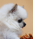 Puffkin