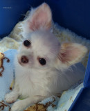 Bailey Becomes a Brite Star