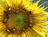 Grinter Sunflower Farms