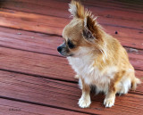 Bella at One
