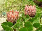 Large Flowers.