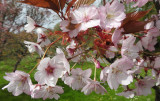 Blossom.