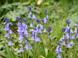 Bluebells.