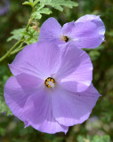 Flowers.