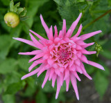 The first Dahlia