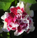 A petunia.