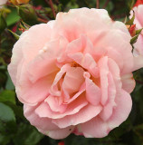 A red rose that turns pink.j