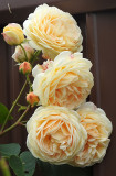 In full bloom..