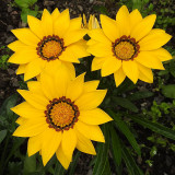 Gazania 3.