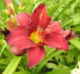 Day lily.