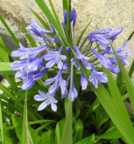 Agapanthus.