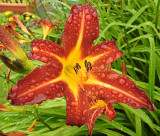 Day Lily.