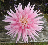 Dahlia.
