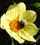 Busy Bee.