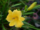 Day Lily.