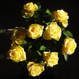 Roses in the sun.