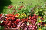 Our garden1.