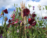 Sweetpeas.