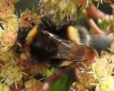 Butterflies, Insects and Bees