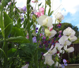 Sweet peas2