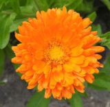Marigold.