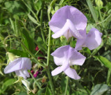 Sweet Peas 3.