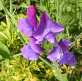 Sweet peas 4