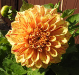 My favourite Dahlia