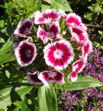 Sweet William.