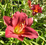 Last of the Day Lillies.