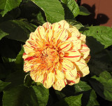 Last of the Dahlias.