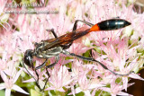 Digger Wasps