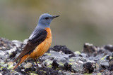 Rufous-tailed Rock-thrush (Monticola saxitilis)