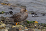 Flying Steamer-Duck (Tachyeres patachonicus)