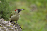 Green Woodpecker (Picus viridis)
