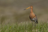 Black-tailed Godwit (Limosa limosa)
